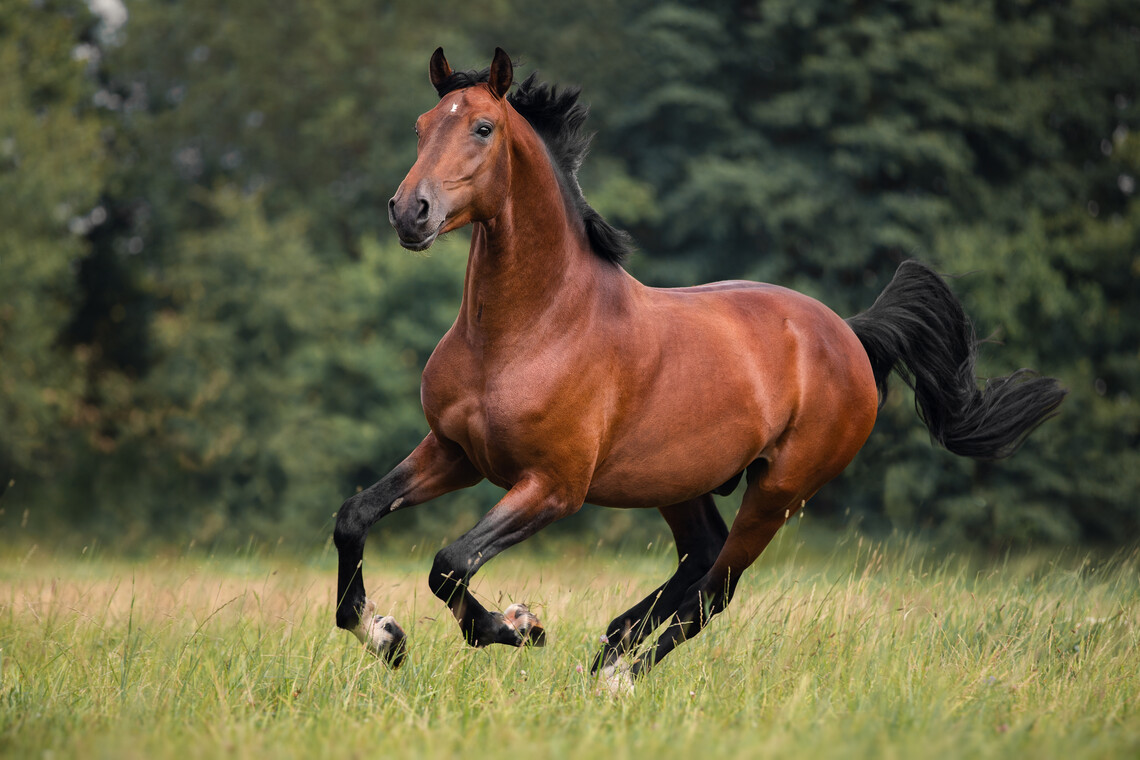 Sehenschäden beim Pferd